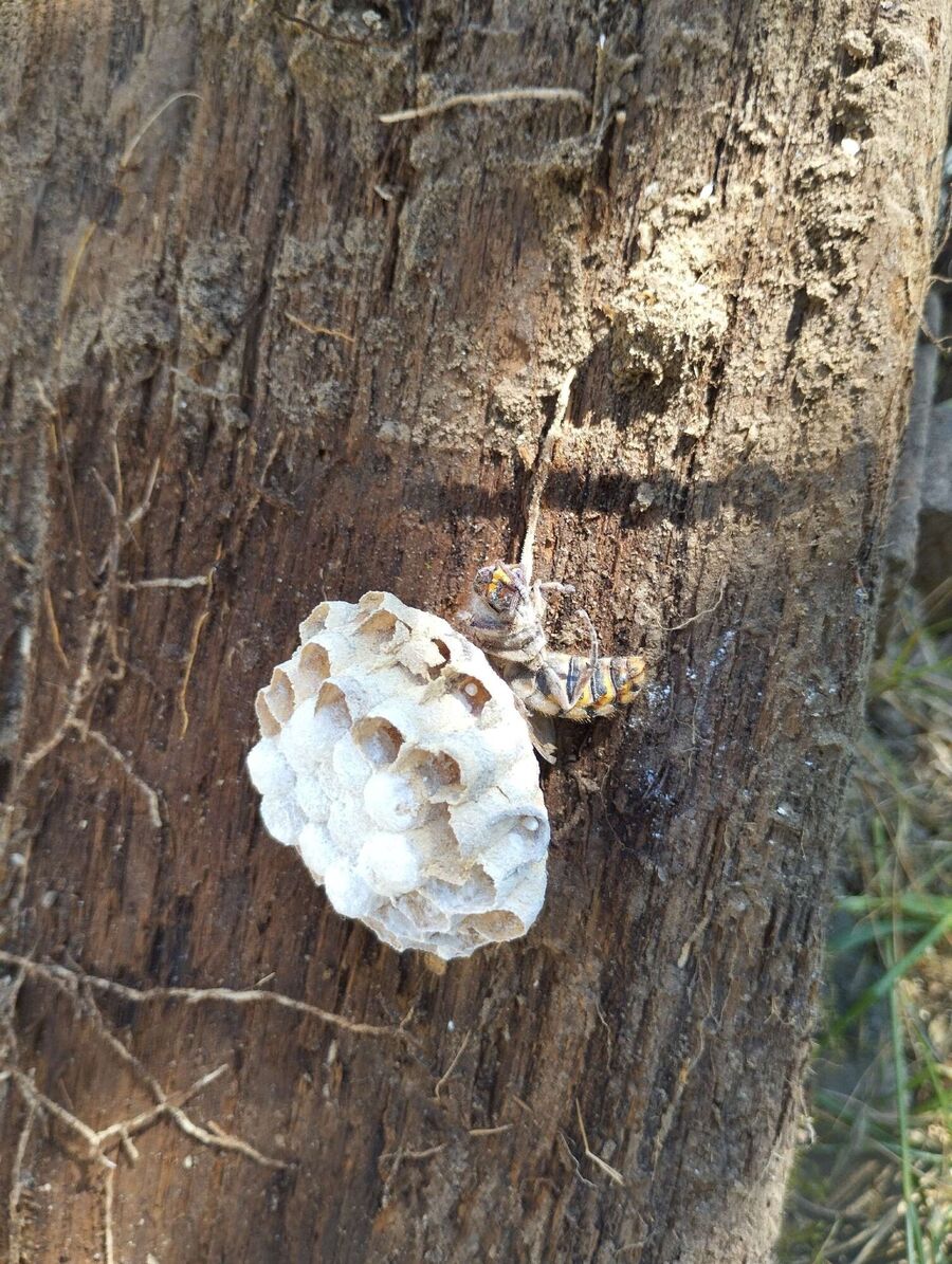 Bee nest at the house remove