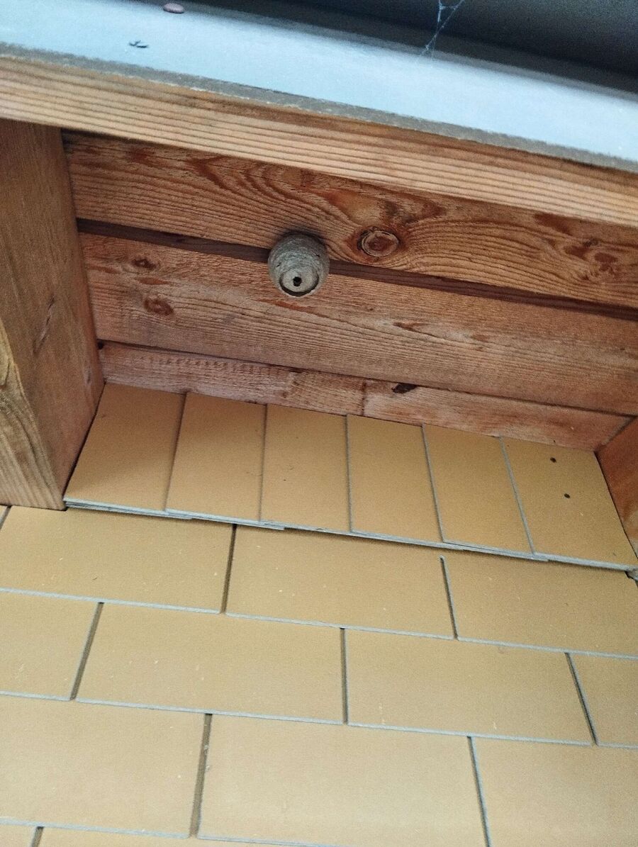 Relocate bees & remove bee nest