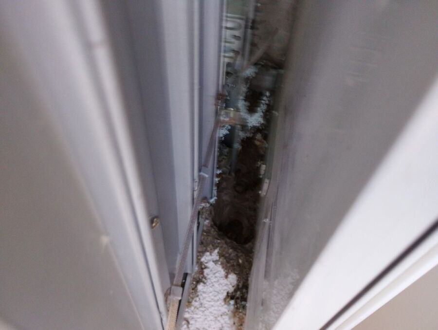 Relocate bees & remove bee nest