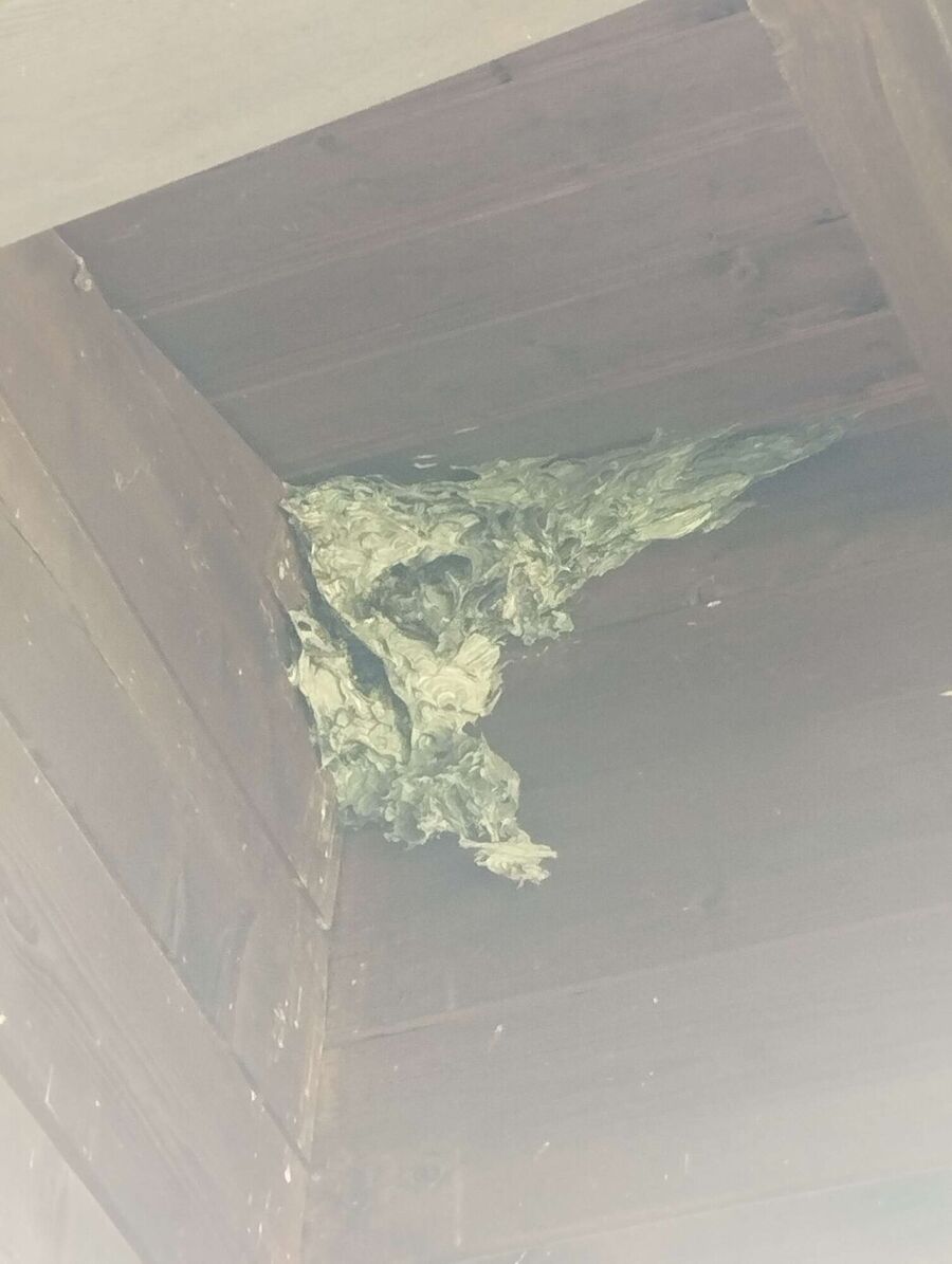 Bee nest at the house remove