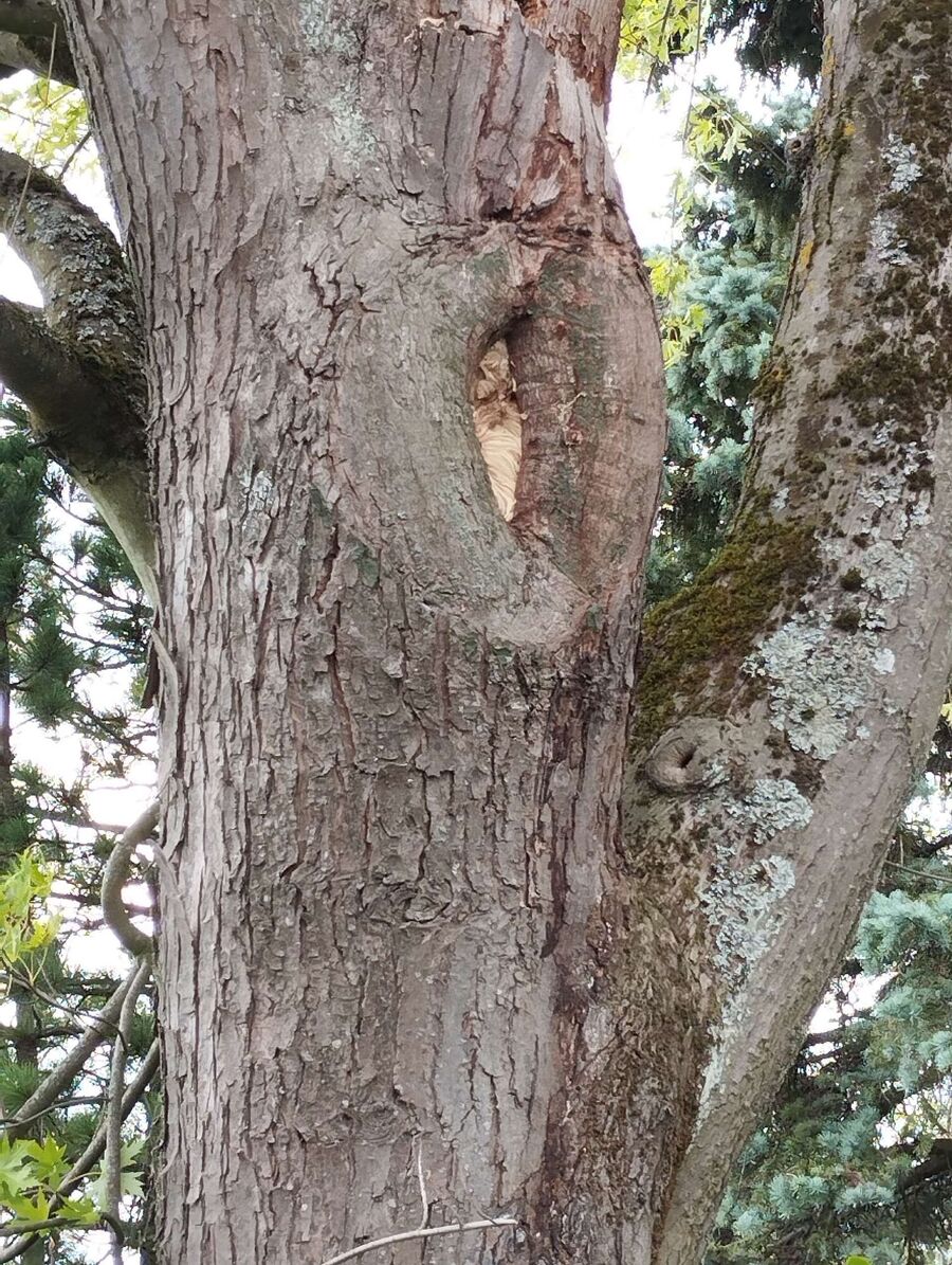 Bee nest at the house remove