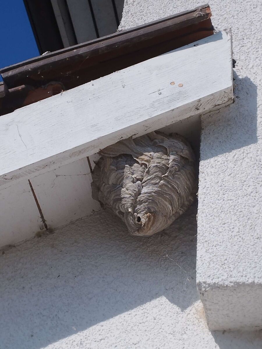 Relocate bees & remove bee nest