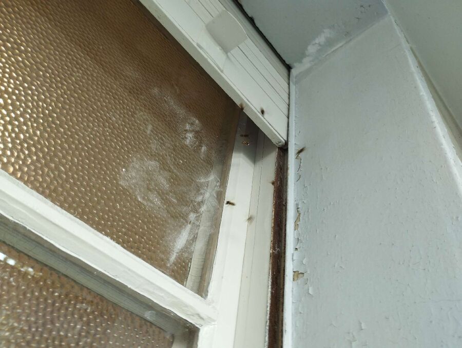 Bee nest at the house remove