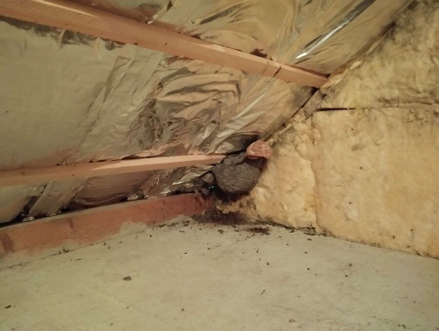 Relocate bees & remove bee nest