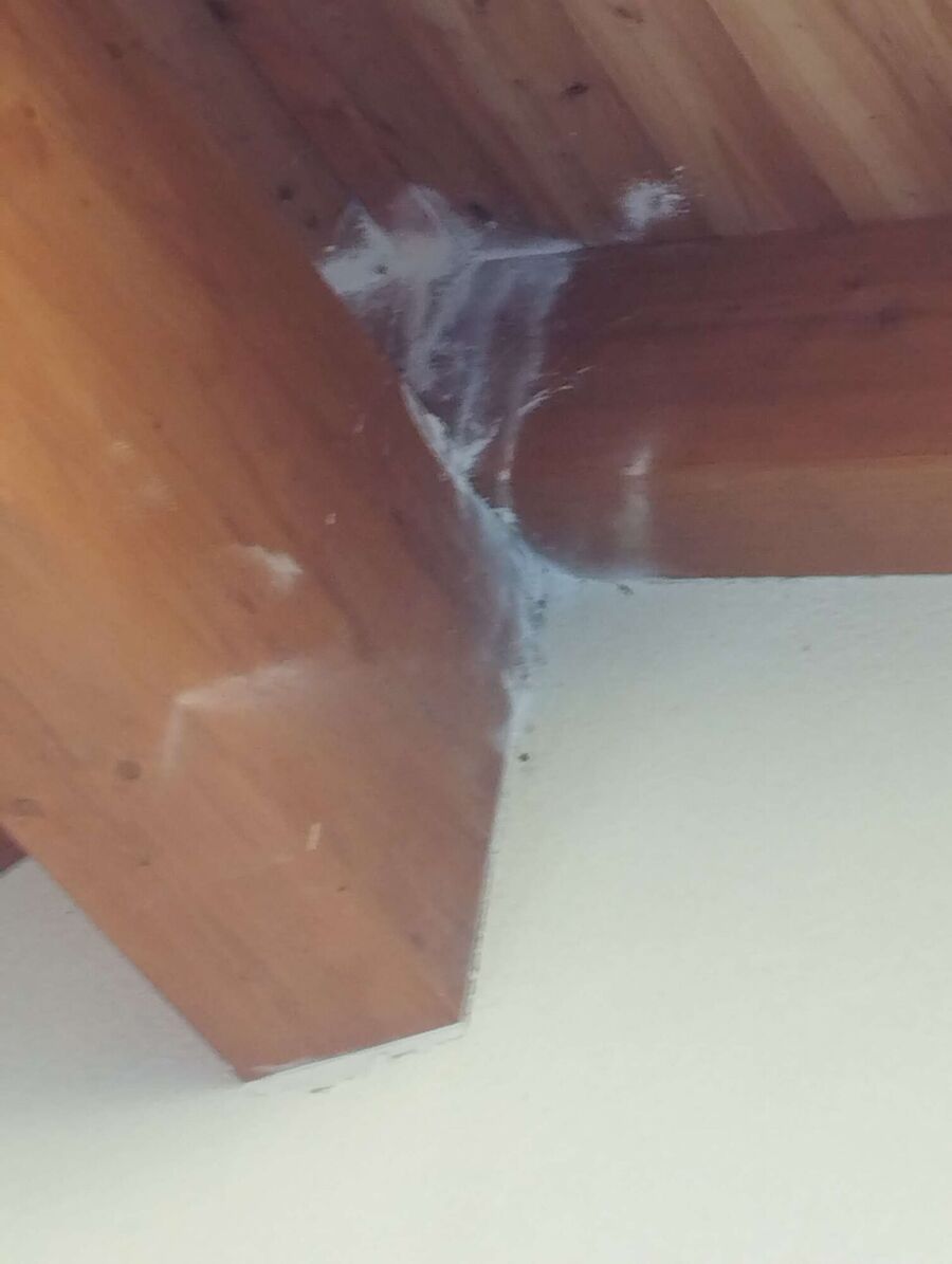 Relocate bees & remove bee nest