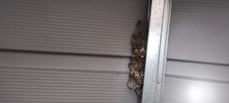 Relocate bees & remove bee nest