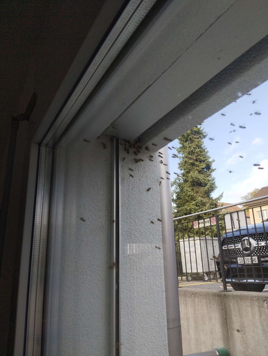 Bee nest at the house remove