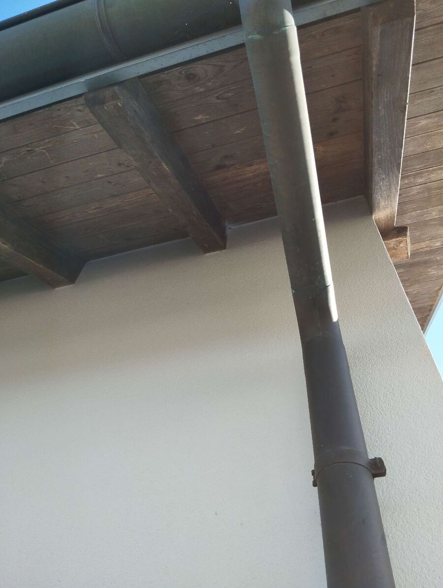 Relocate bees & remove bee nest