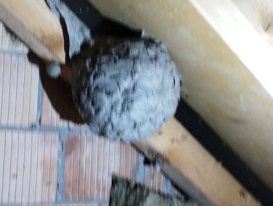 Bee nest at the house remove