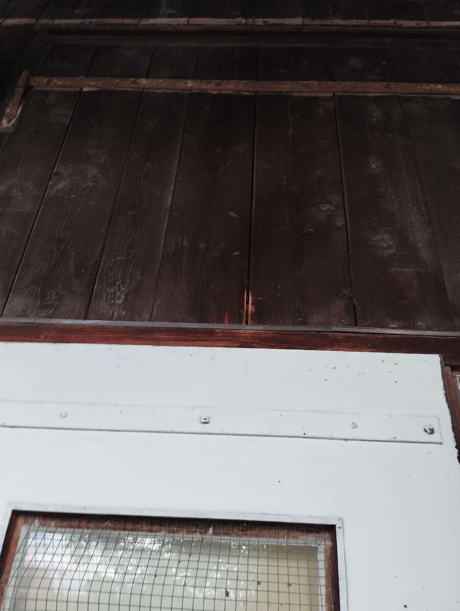 Relocate bees & remove bee nest