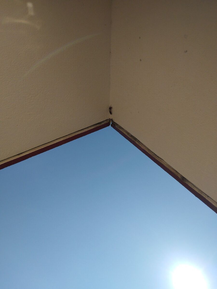 Bee nest at the house remove