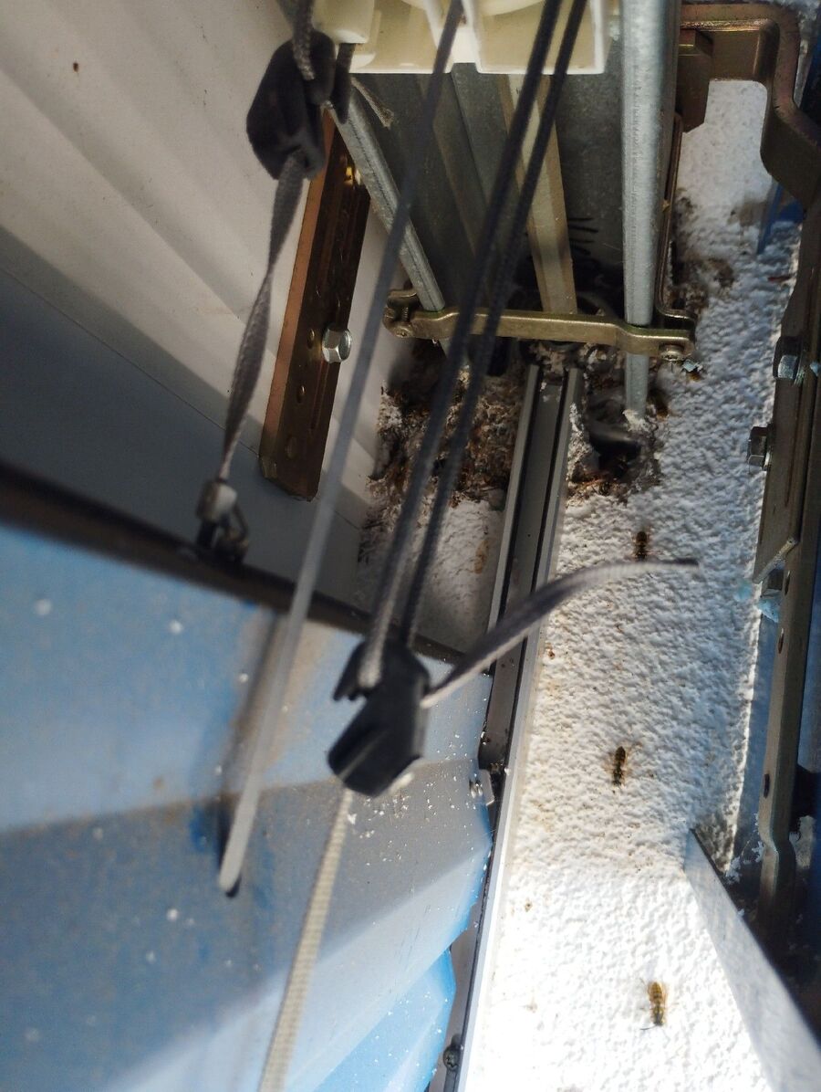 Relocate bees & remove bee nest