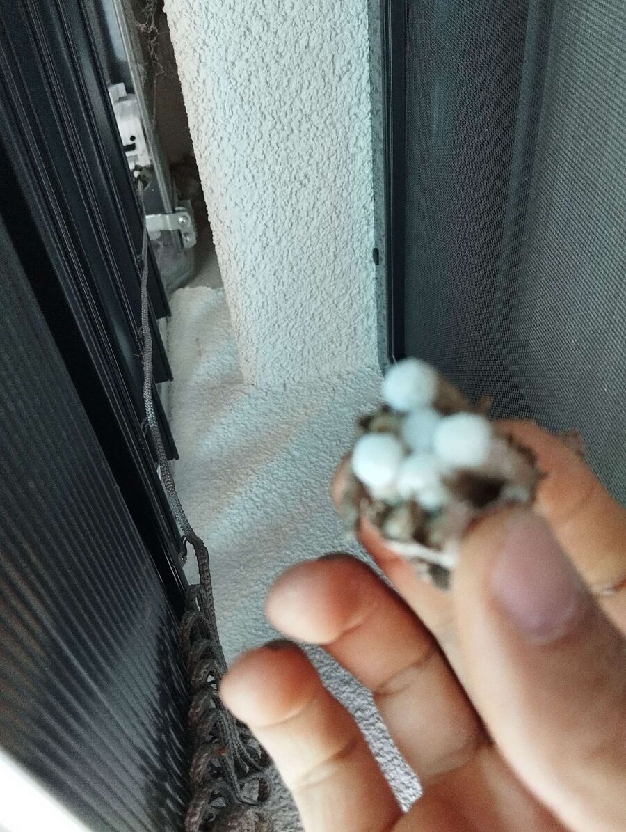 Bee nest at the house remove