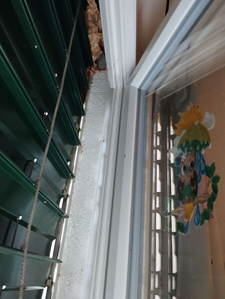 Bee nest at the house remove