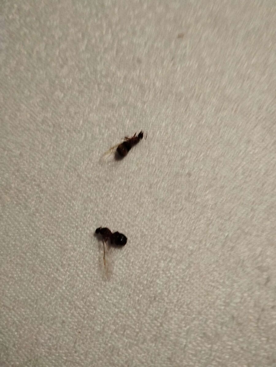 Relocate bees & remove bee nest