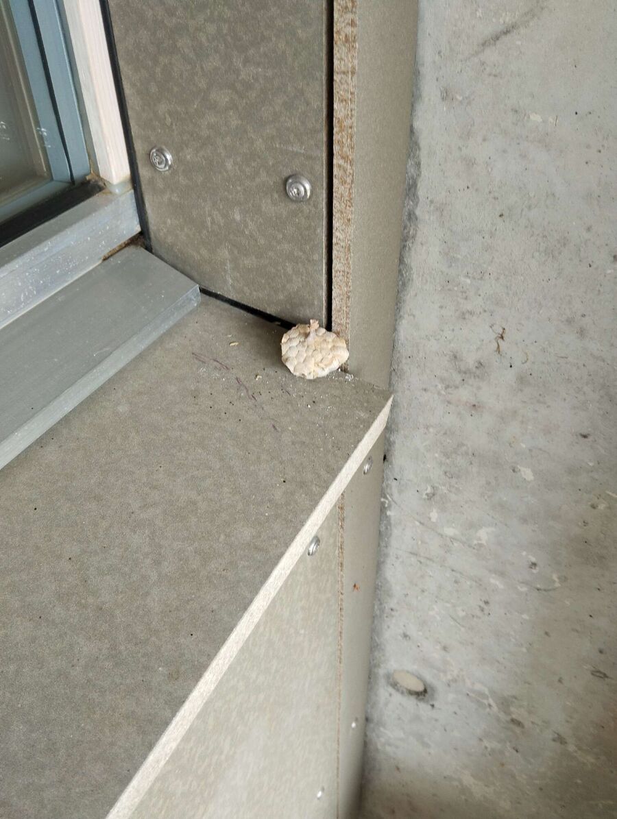 Bee nest at the house remove