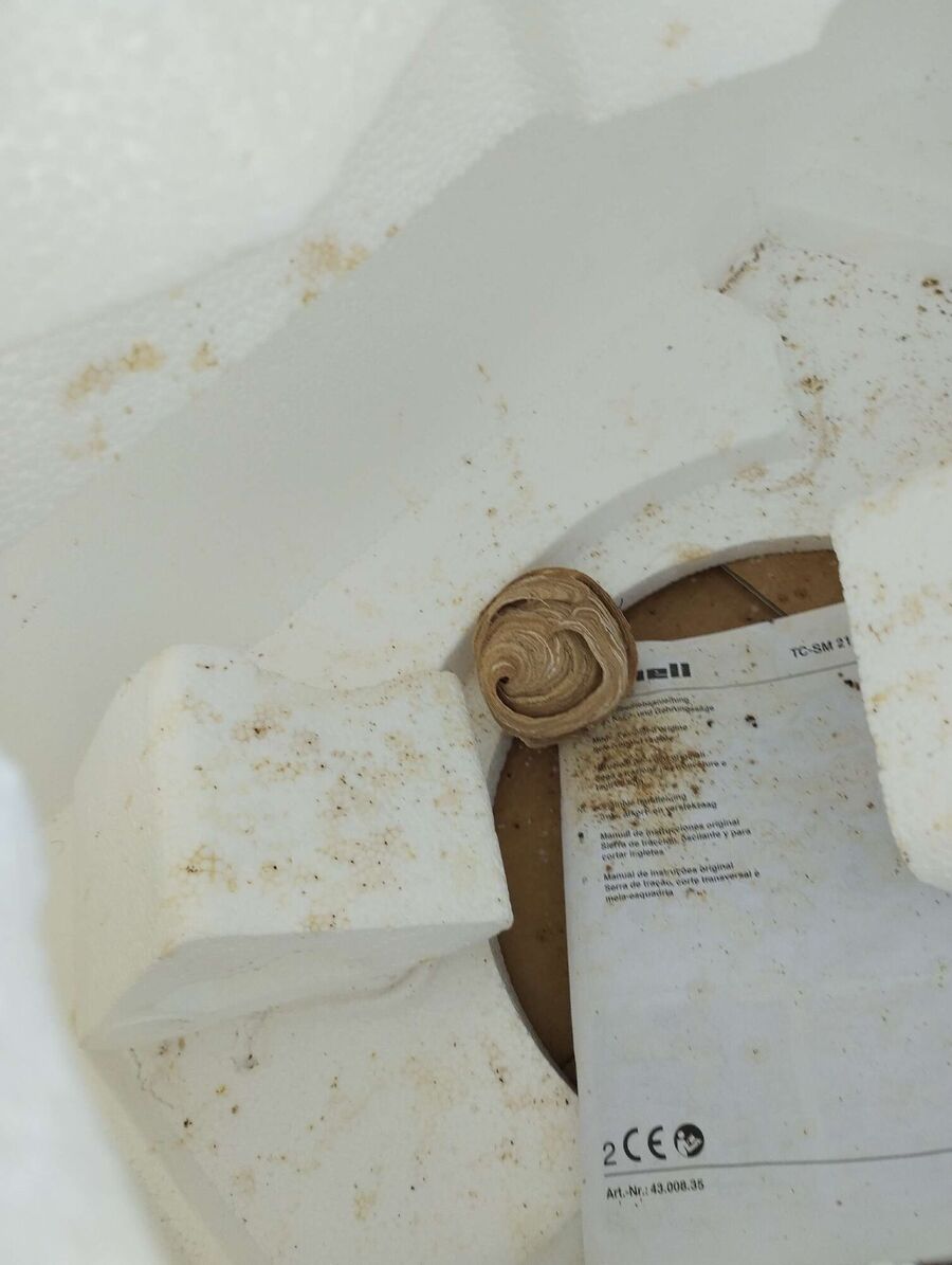 Bee nest at the house remove