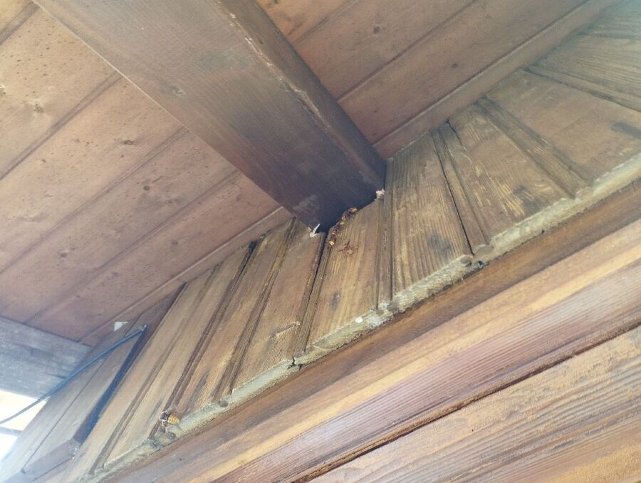 Bee nest at the house remove