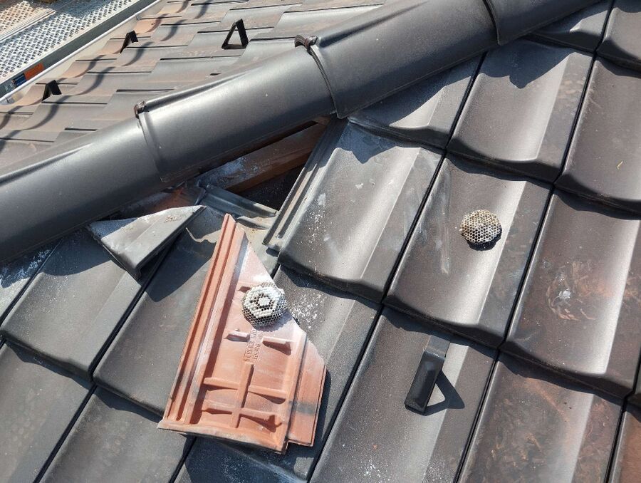 Bee nest at the house remove