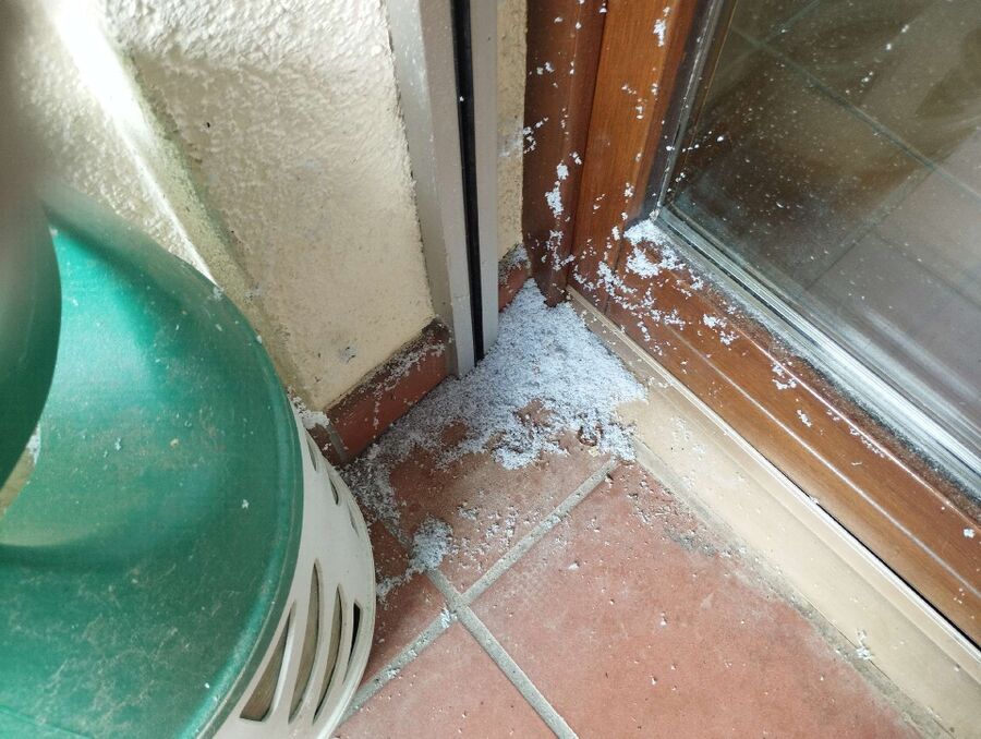 Relocate bees & remove bee nest