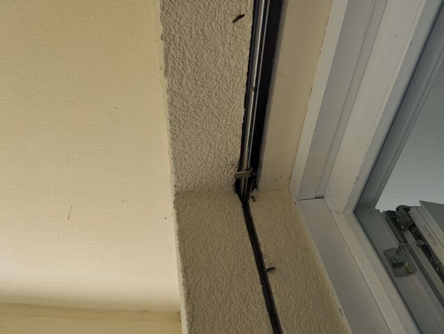 Bee nest at the house remove