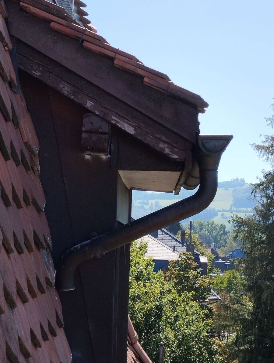 Relocate bees & remove bee nest