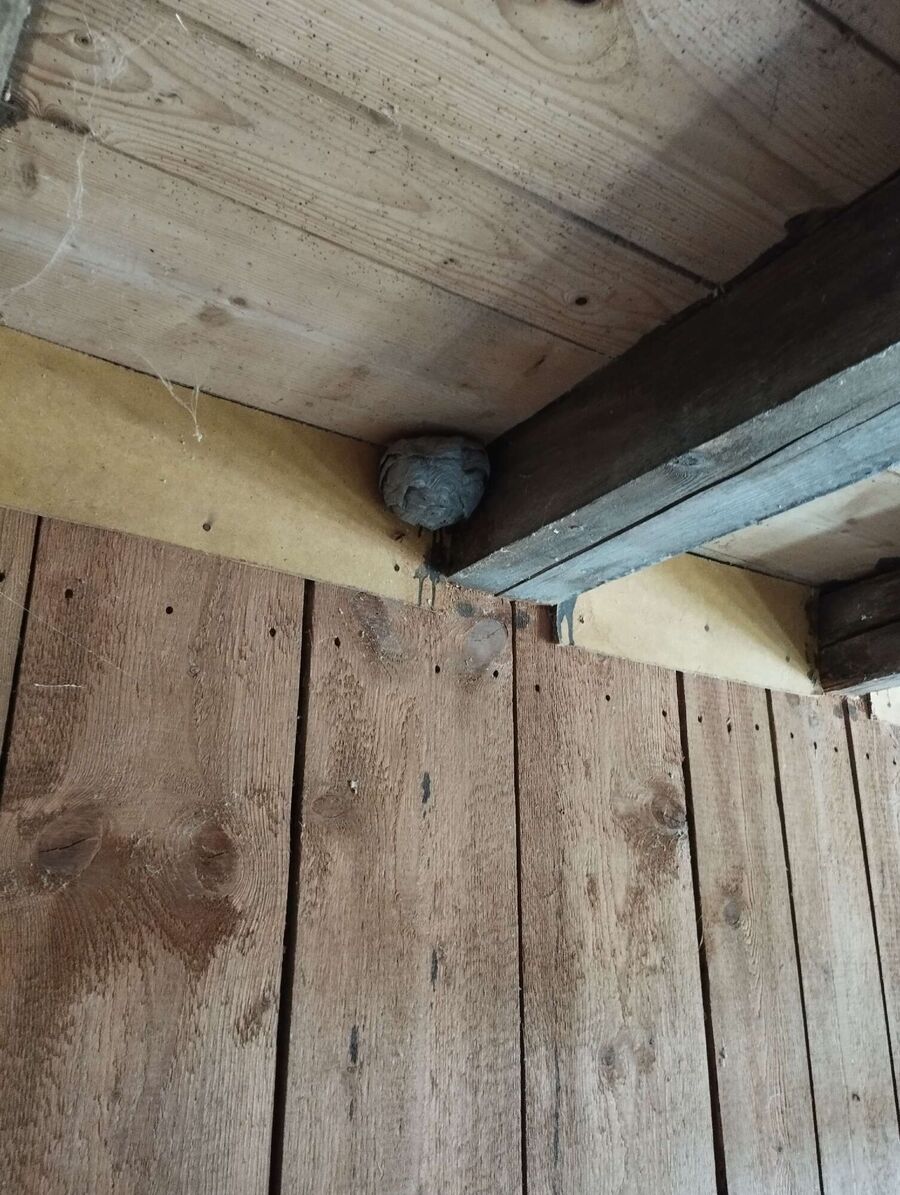 Bee nest at the house remove