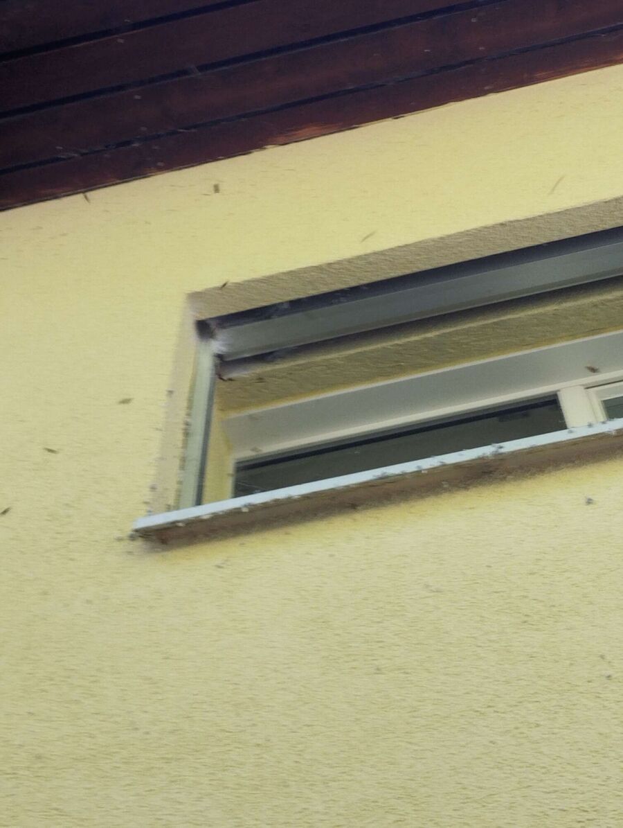 Relocate bees & remove bee nest