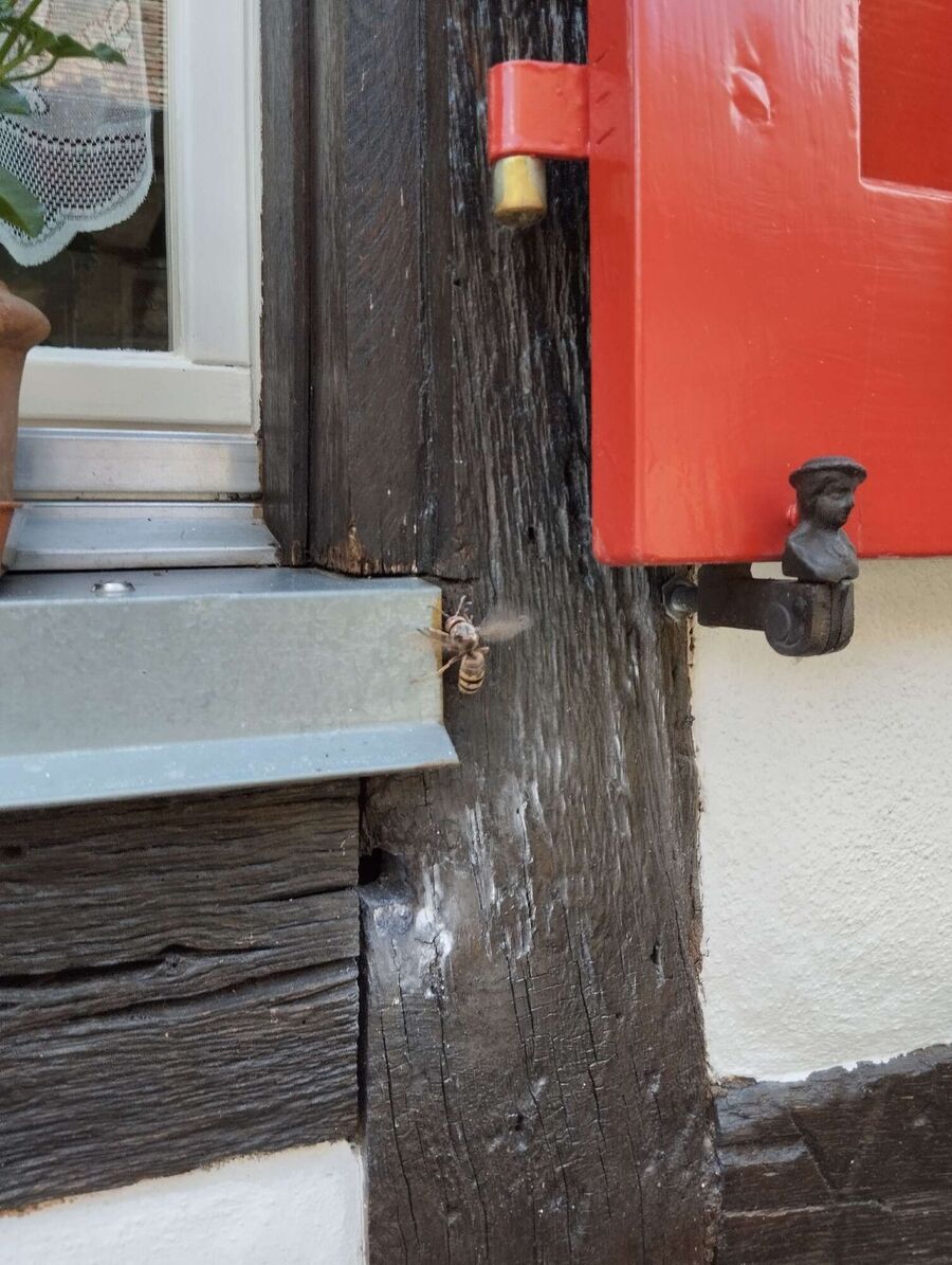 Bee nest at the house remove