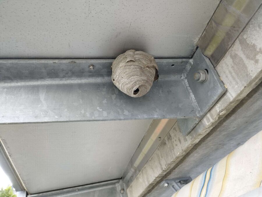 Bee nest at the house remove