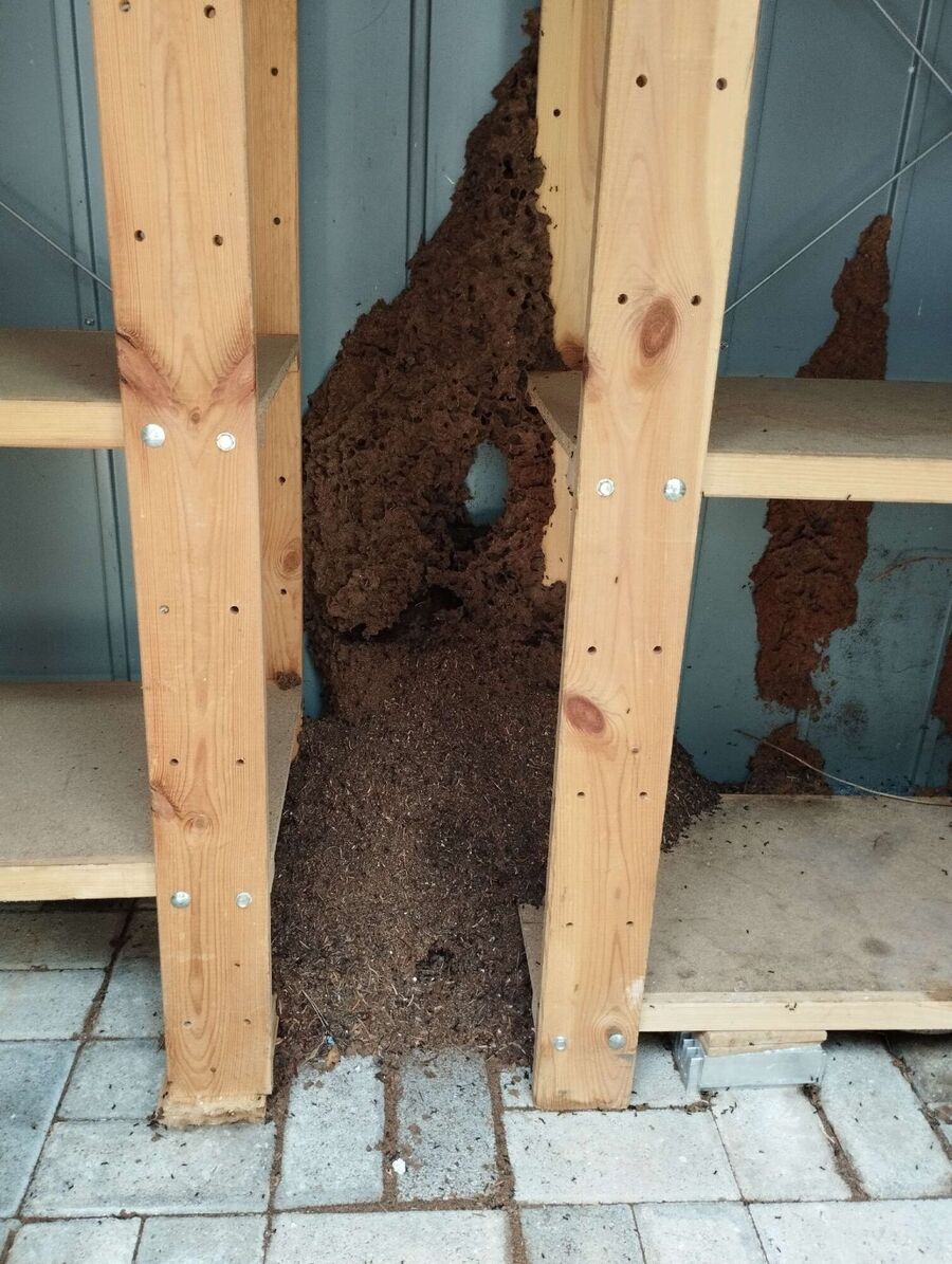 Relocate bees & remove bee nest
