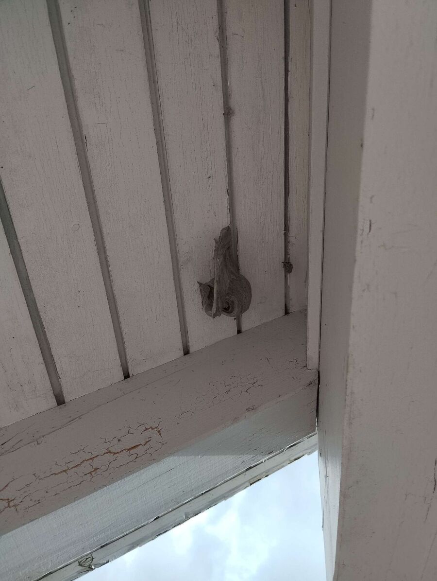 Bee nest at the house remove