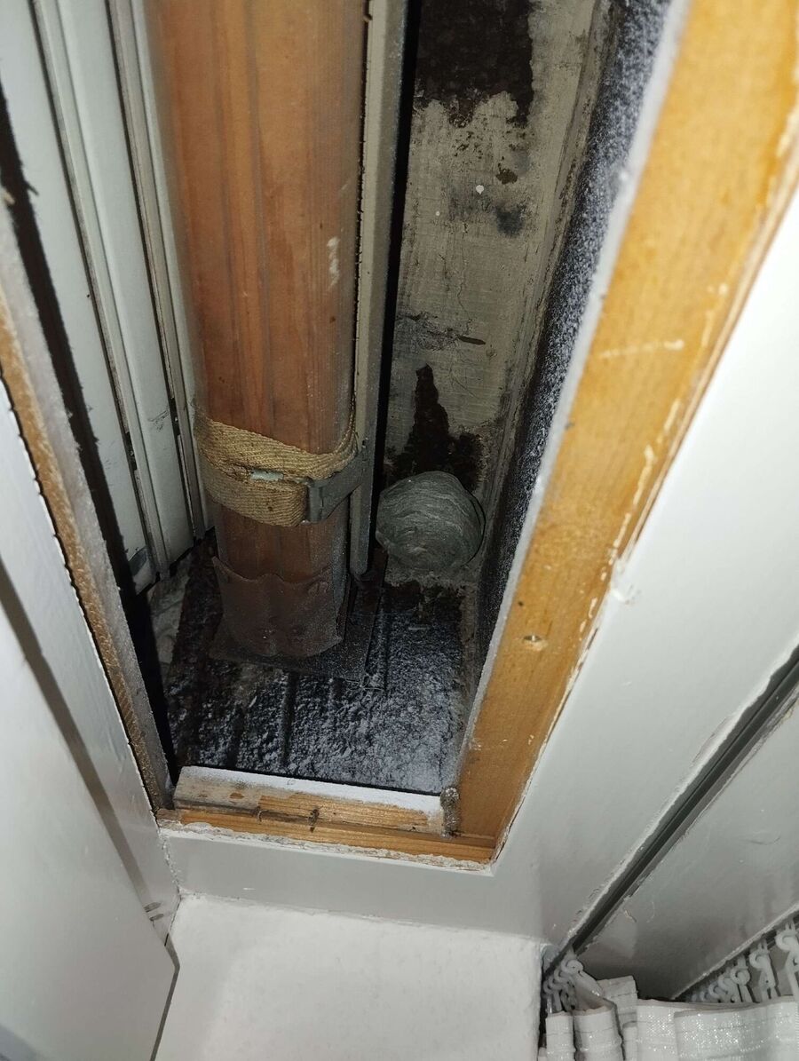 Relocate bees & remove bee nest