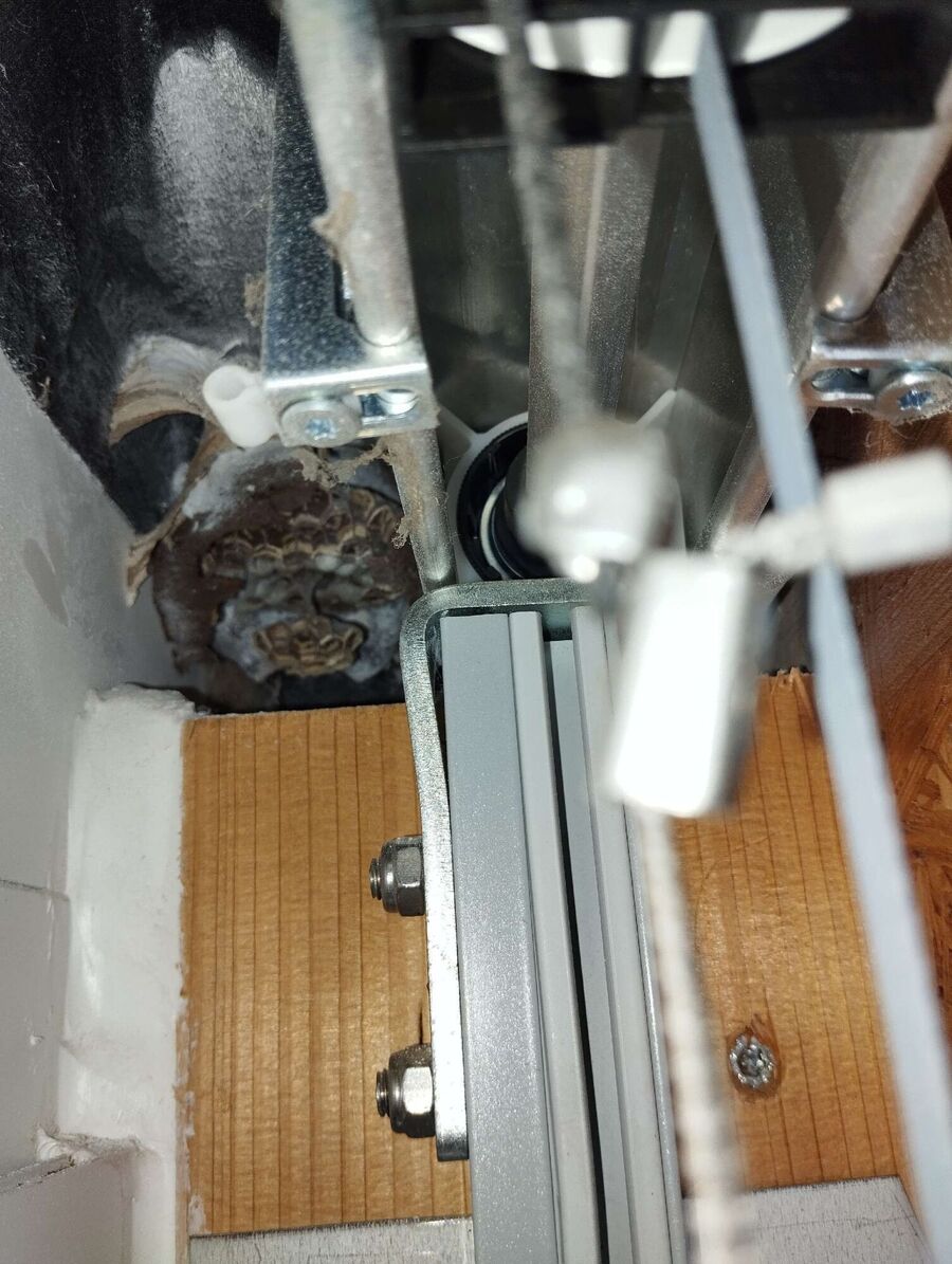 Relocate bees & remove bee nest