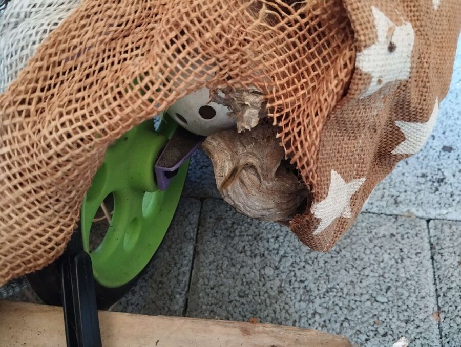 Bee nest at the house remove