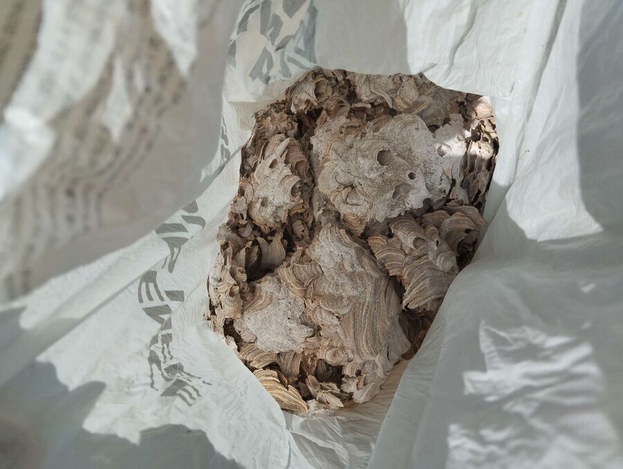 Bee nest at the house remove