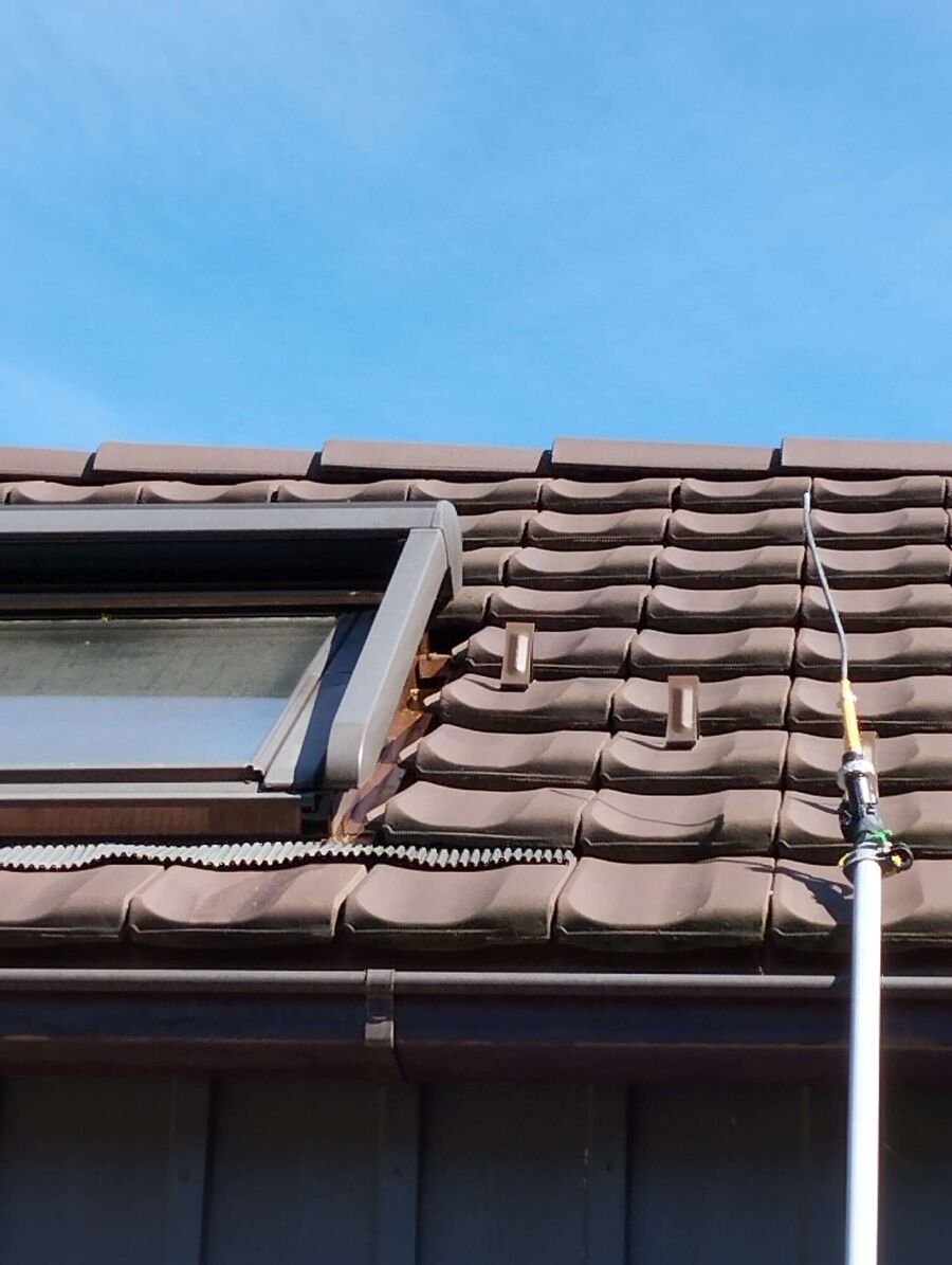 Relocate bees & remove bee nest