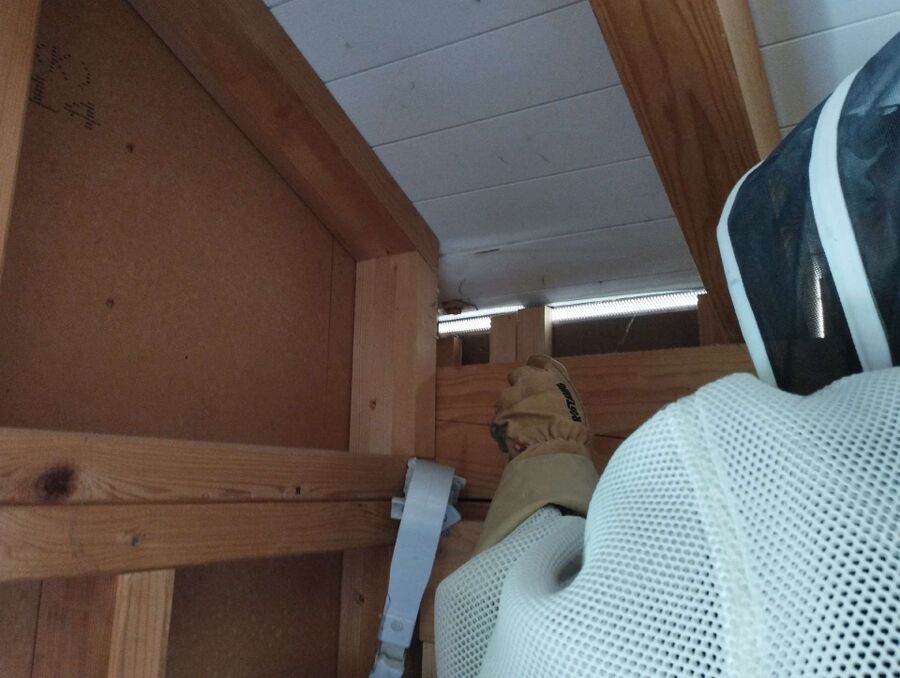 Relocate bees & remove bee nest