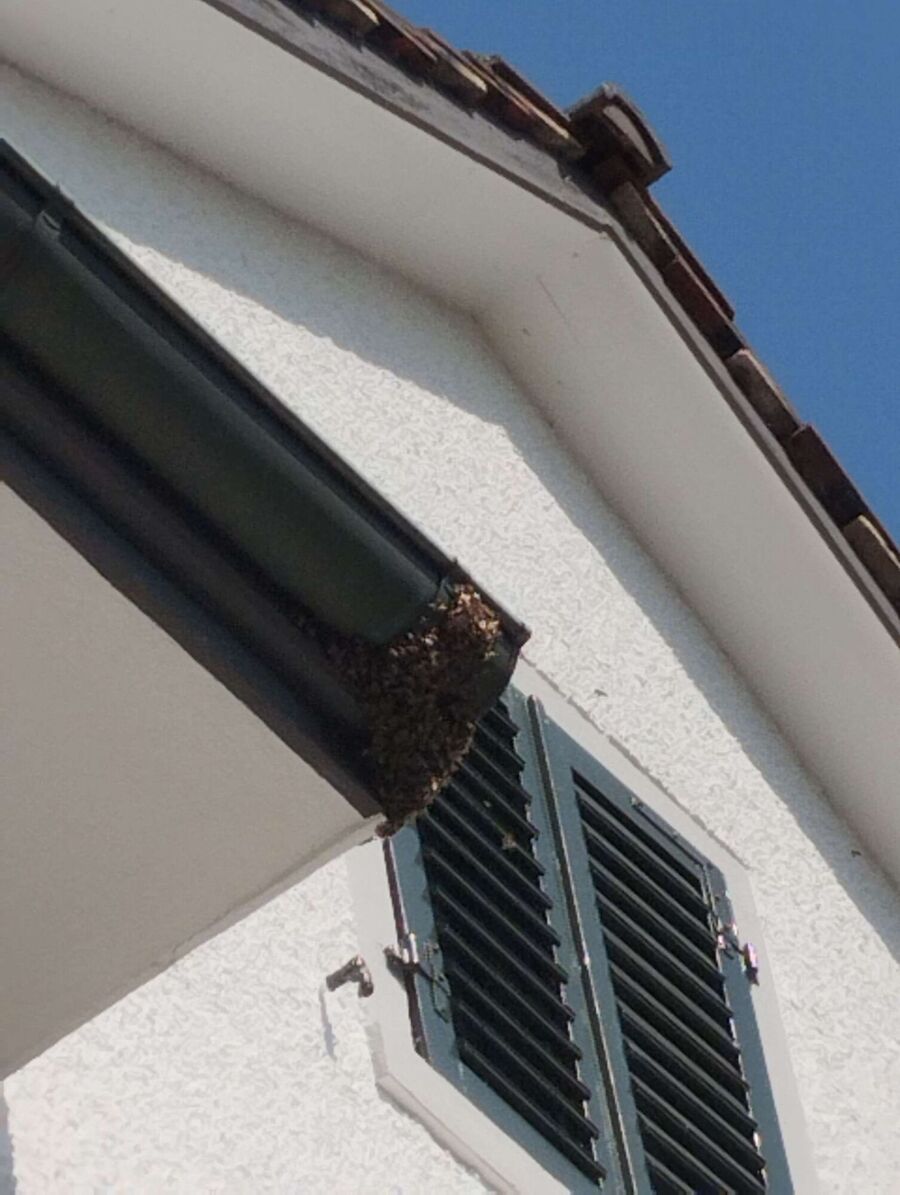 Bee nest at the house remove