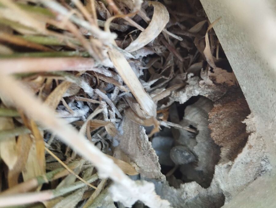 Bee nest at the house remove
