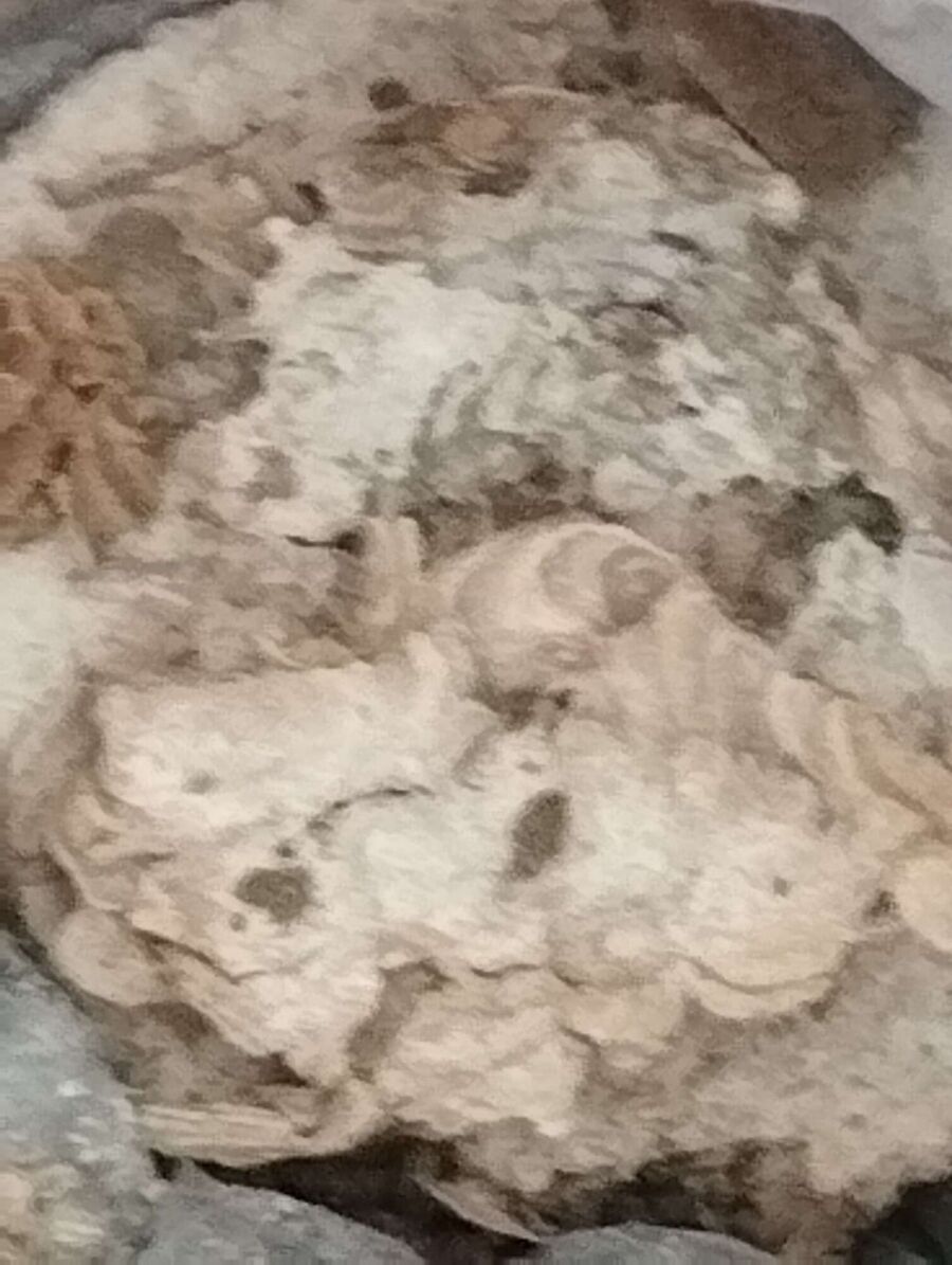 Bee nest at the house remove