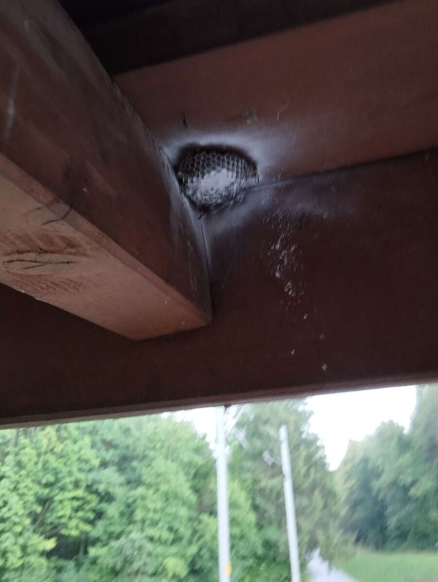 Relocate bees & remove bee nest