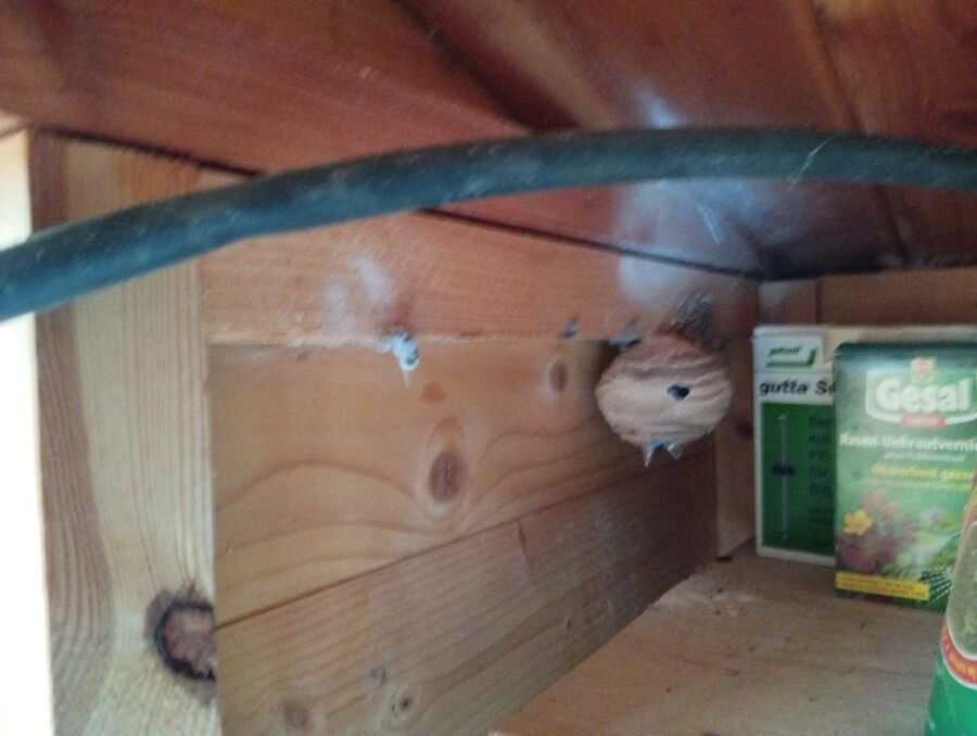 Bee nest at the house remove