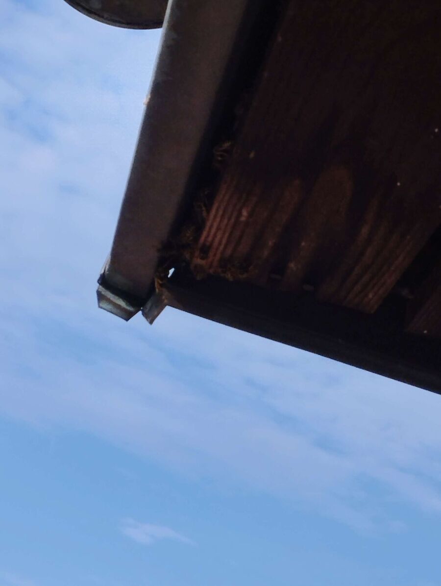 Bee nest at the house remove