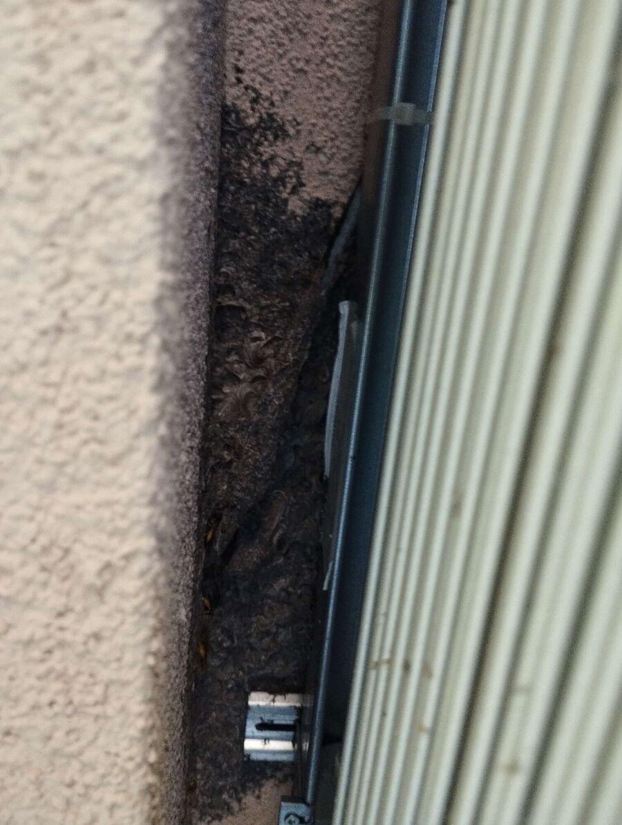 Bee nest at the house remove