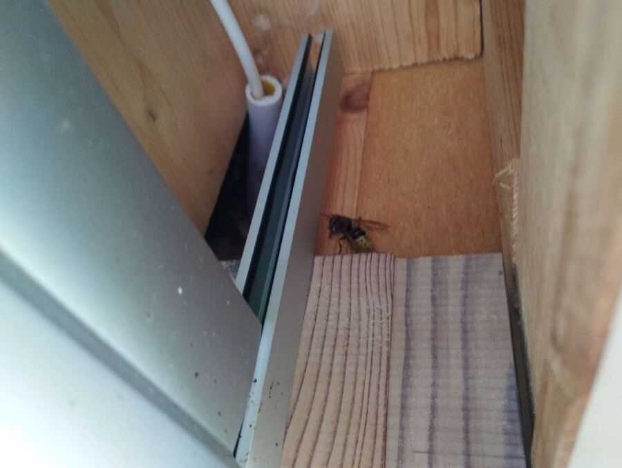 Bee nest at the house remove