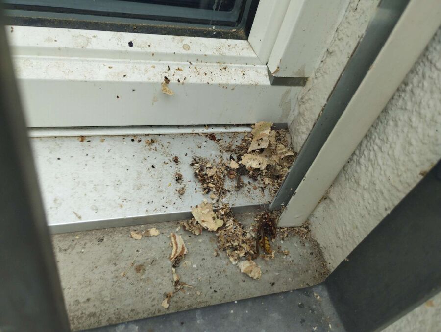 Bee nest at the house remove