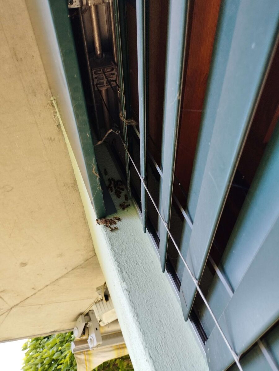 Relocate bees & remove bee nest