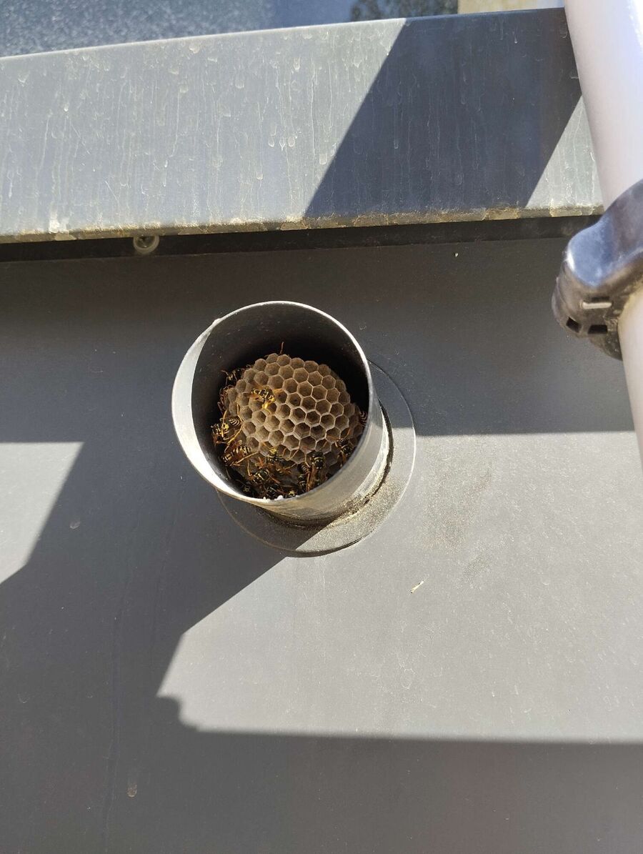 Relocate bees & remove bee nest