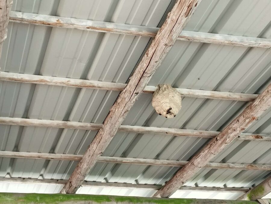 Relocate bees & remove bee nest